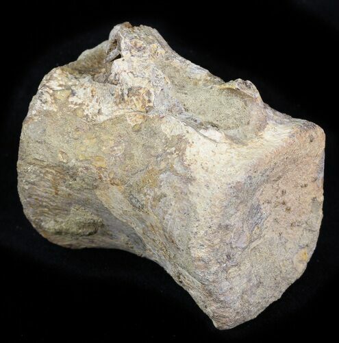 Unidentified Dinosaur Caudal Vertebrae - Aguja Formation, Texas #31725